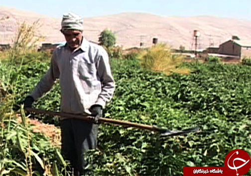 کشاورزی با روش غرقابی با وجود تنش آبی در پلدختر