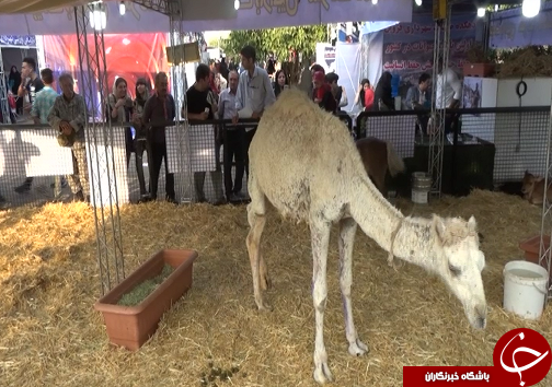 برگزاری جشنواره بزرگ سرگرمی و اوقات فراغت