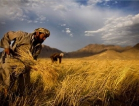 سودجویی پاکستان از گندم فراه ،ارزان می خرد گران می فروشد