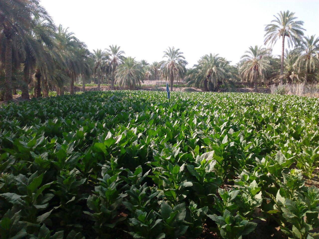 زعفران جایگزین کشت تنباکو