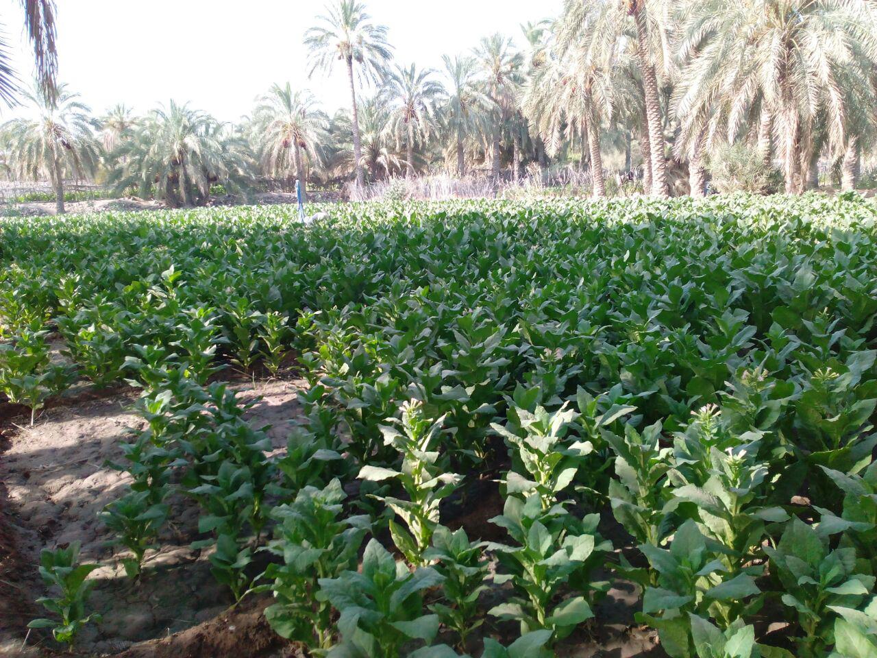 زعفران جایگزین کشت تنباکو