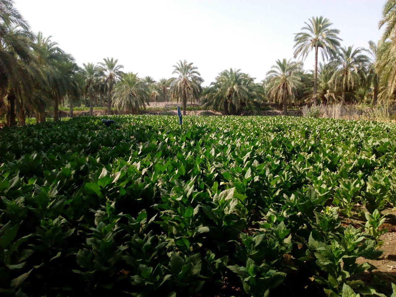 زعفران جایگزین کشت تنباکو