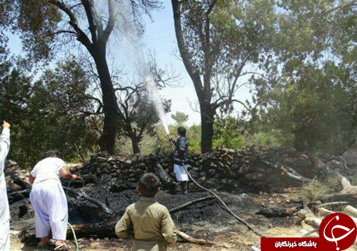 آتش سوزی ۲۰ اصله درخت زردآلوی مثمر درخاش