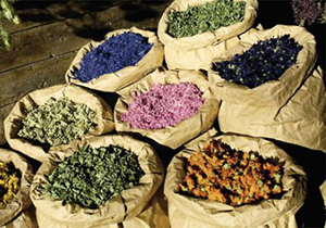 انجمن تخصصی گیاهان دارویی در شیراز تشکیل می شود