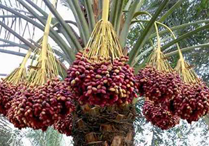 آغاز فعالیت پنجمین خوشه کسب و کار فارس