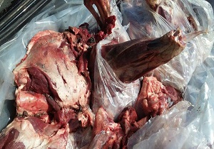 کشف 30 کیلوگرم گوشت گراز وحشی در شاهرود