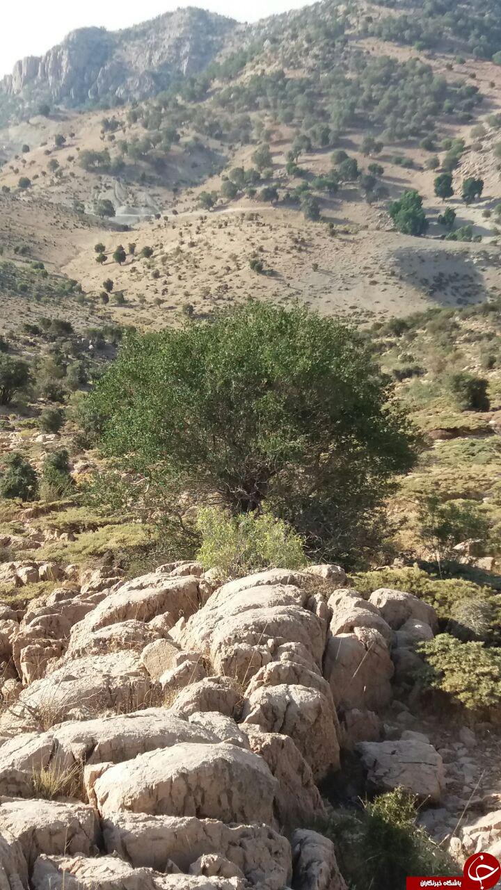 طبیعت زیبا و سرسبز &laquo;بناری علیا&raquo; + تصاویر