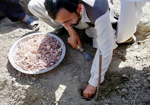 آغاز کاشت مجدد زعفران در درمیان
