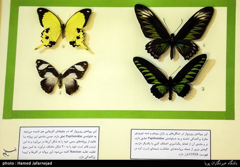 بانکی مملو از سوسک&zwnj;، پروانه&zwnj; و سنجاقک&zwnj; + تصاویر