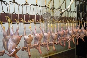 تعزیر مدیر متخلف کشتارگاه مرغ در آستانه اشرفیه