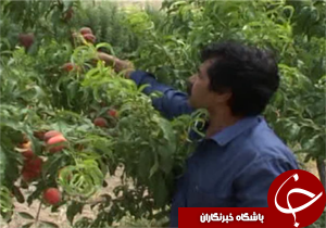 اختصاص هزار و ۷۰۰ هکتار از زمین‌های کشاورزی لرستان به توسعه باغات