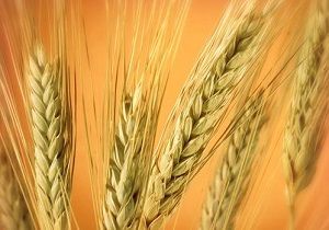 شورای زکات کشور همگرایی ندارد