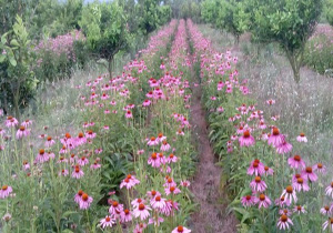 ایجاد اشتغال با برنامه&zwnj;&rlm;ریزی در شیوه تولید گیاهان دارویی