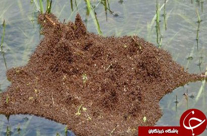 سیل تگزاس مورچه&zwnj;ها را هم متحد کرد!+ تصاویر