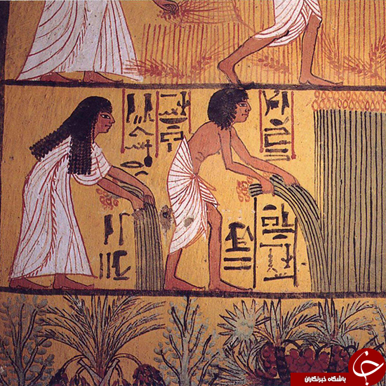 روش جالب تعیین مالیات مصر باستان +عکس روش جالب تعیین مالیات مصر باستان +عکس