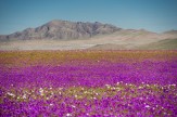 باشگاه خبرنگاران -خشک‌ترین صحرای جهان به گلستان تبدیل شد +تصاویر