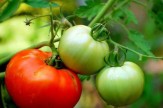 باشگاه خبرنگاران -دستگاه جدا کننده گوجه فرنگی +فیلم