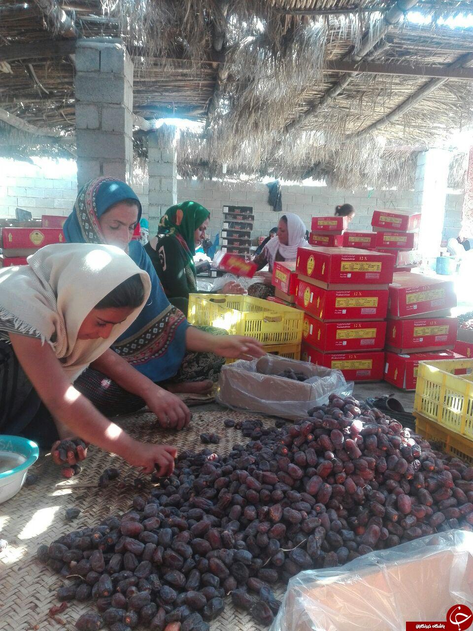 خرماچینی از نخل های چاحاجی + تصاویر