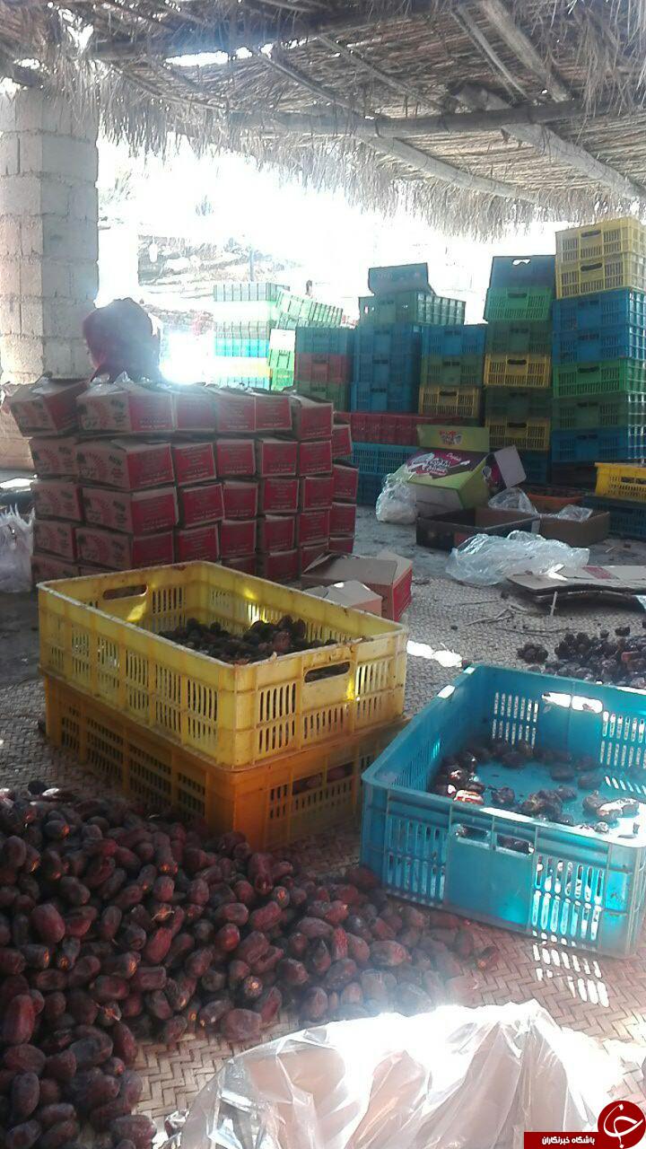 خرماچینی از نخل های چاحاجی + تصاویر