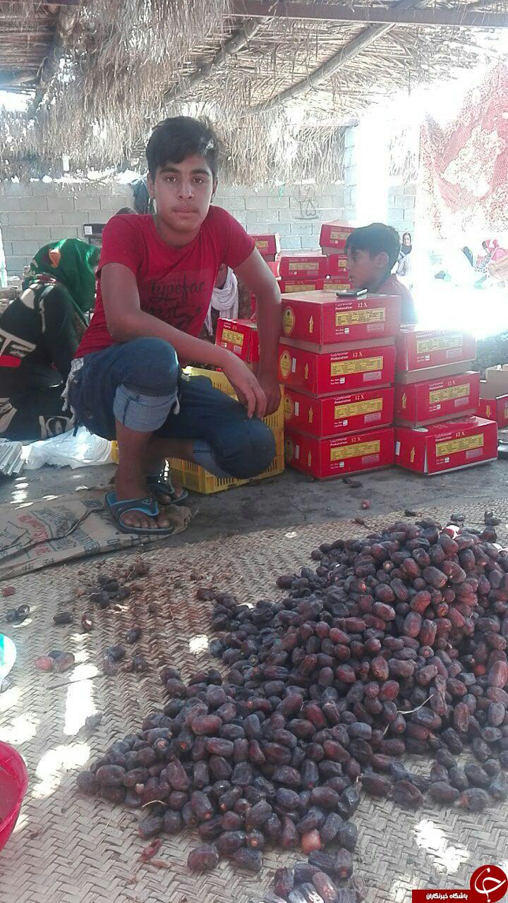 خرماچینی از نخل های چاحاجی + تصاویر