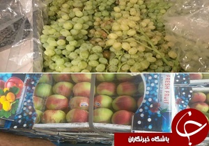 صادرات میوه به روسیه