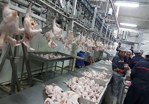 عرضه بیش از 6 میلیون قطعه طیور در کشتارگاه های استان اردبیل