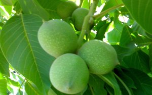 ۳۸۳ هکتار باغات گردو در شهرستان طارم