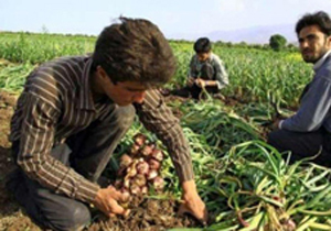 آغاز برداشت محصولات زراعی و باغی در کاشان