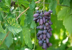 جشنواره انگور سیاه در سردشت برگزار می شود