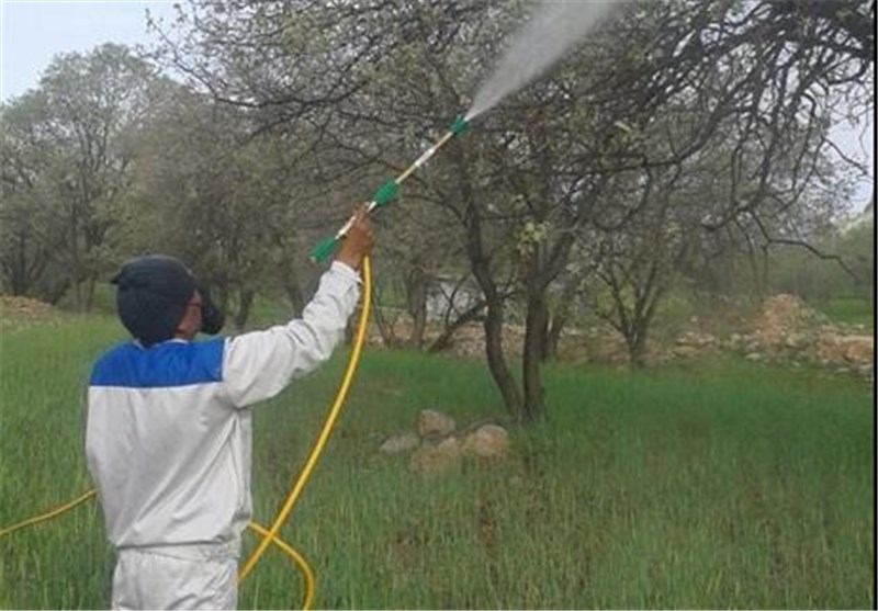 اجرای طرح مبارزه با آفات در جنگل های اندیکا