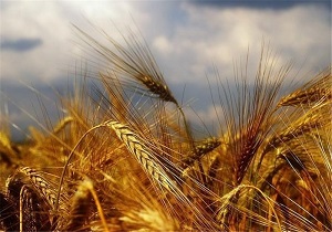 ضد عفونی بذرهای غلات در سربیشه