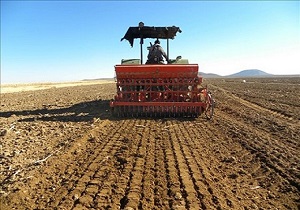 افزایش هزار هکتاری سطح زیر کشت زعفران در خراسان جنوبی