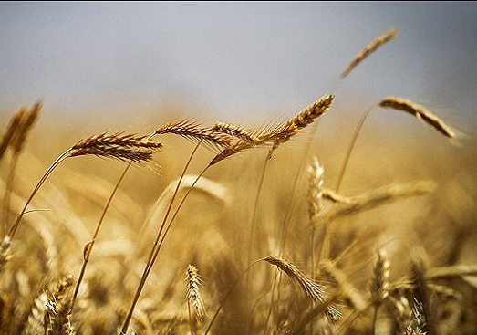 تلاش برای شناسایی بیشتر اعضای باند مافیای گندم در گلستان