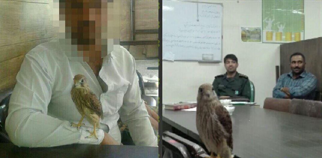 کشف و ضبط یک بهله پرنده شکاری دلیجه در مشهد