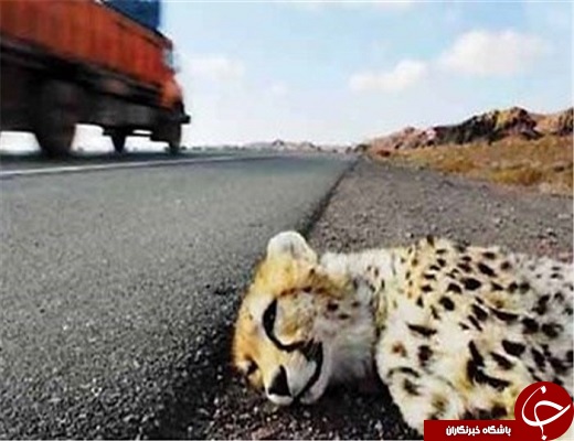 استان یزد یکی از مهمترین زیستگاه های یوز پلنگ آسیایی است