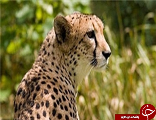 استان یزد یکی از مهمترین زیستگاه های یوز پلنگ آسیایی است