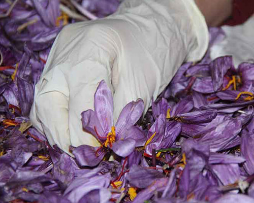 هویت جهانی طلای سرخ افغانستان با ایجاد لابراتوار زعفران در هرات