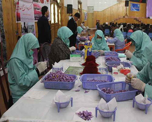 هویت جهانی طلای سرخ افغانستان با ایجاد لابراتوار زعفران در هرات