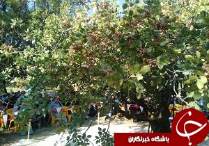 جشن برداشت پسته