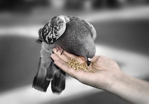 تکذیب کسب درآمد آستان قدس از فروش دانه برای کبوتران حرم