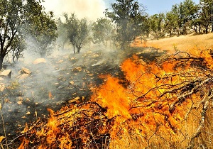 مهار آتش سوزی در جنگل های سرفیروزآباد کرمانشاه