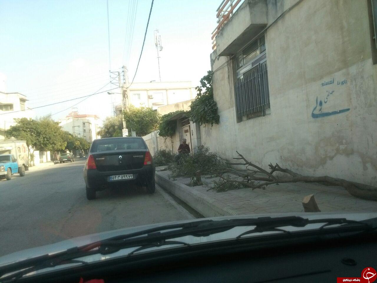 قلع و قمع درختان در بلوار پاسداران + تصاویر