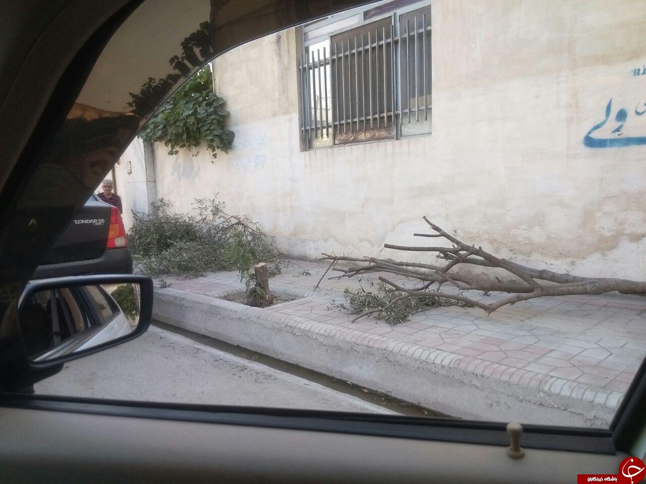قلع و قمع درختان در بلوار پاسداران + تصاویر