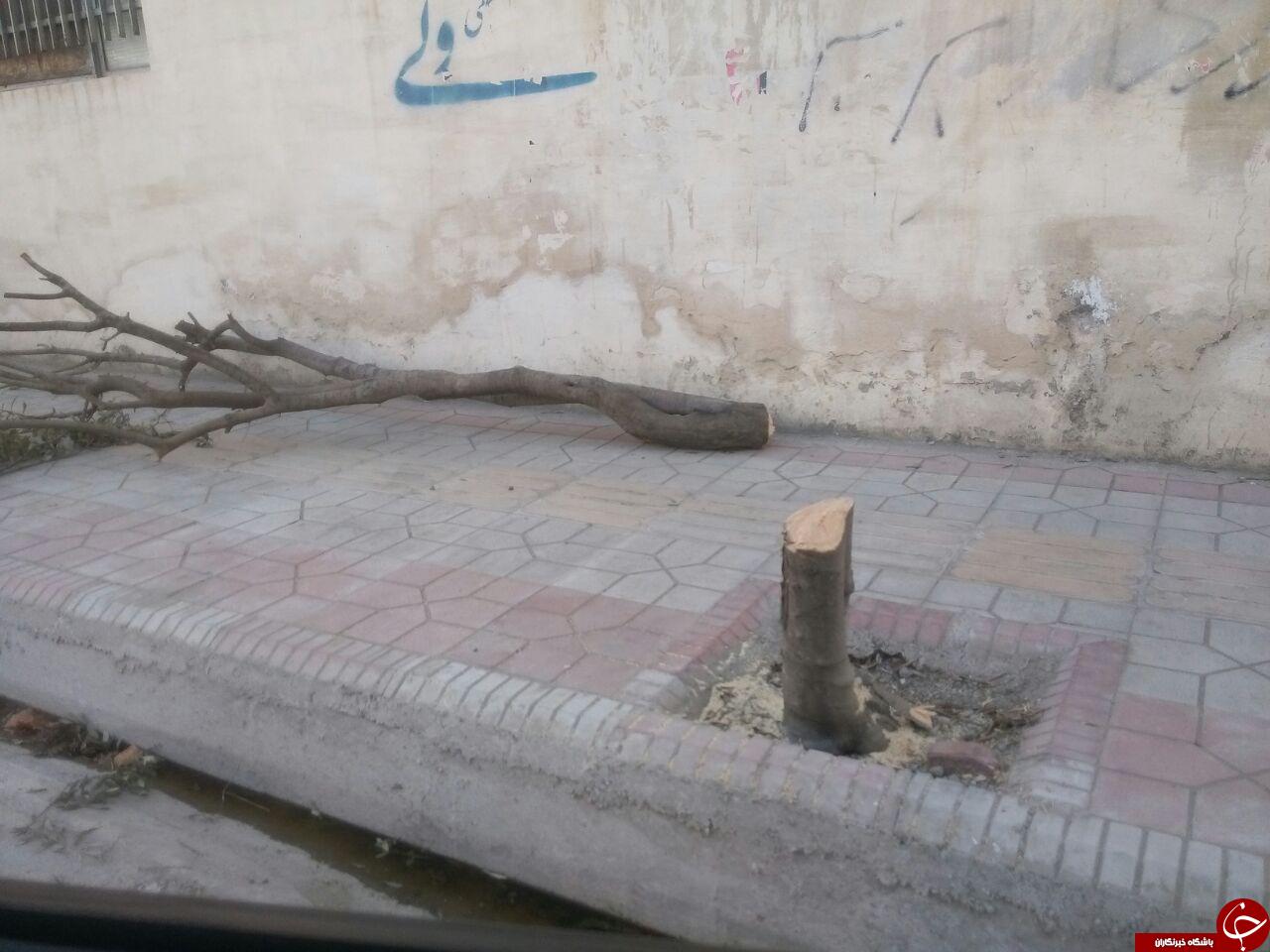 قلع و قمع درختان در بلوار پاسداران + تصاویر
