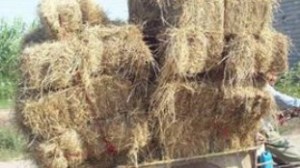 درآمد 3میلیارد تومانی کشاورزان ماسالی از کاه و کلش