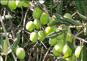 آغاز برداشت زیتون از باغات شهرستان قزوین