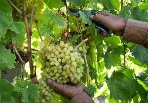 برداشت انگور از تاکستان های مشگین شهر آغاز شد