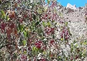 خودنمایی درختچه های زرشک کوهی در منطقه امامقلی + فیلم