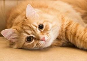 هرگز گربه ها را داخل خانه راه ندهید
