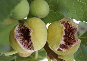 برداشت انجیر در جهرم